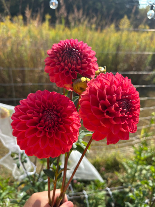 Tempest Dahlia Tuber