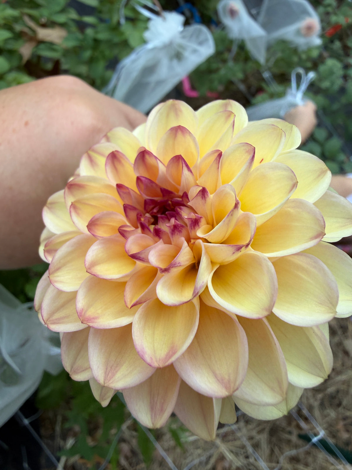 Wine Eyed Jill Yellow Dahlia Tuber