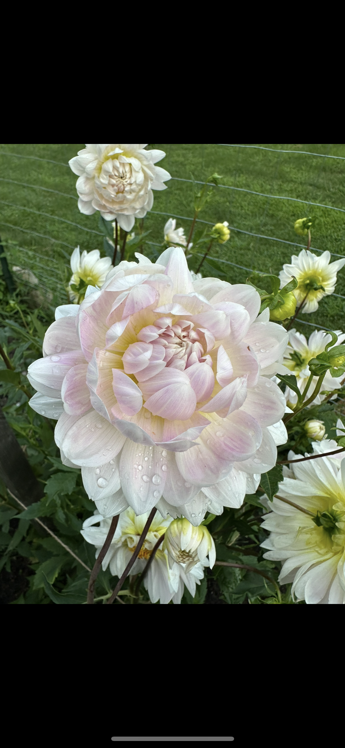 Kelgai Ann Dahlia Tuber