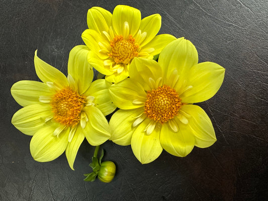 Baron Aunt Dorothy Dahlia Tuber