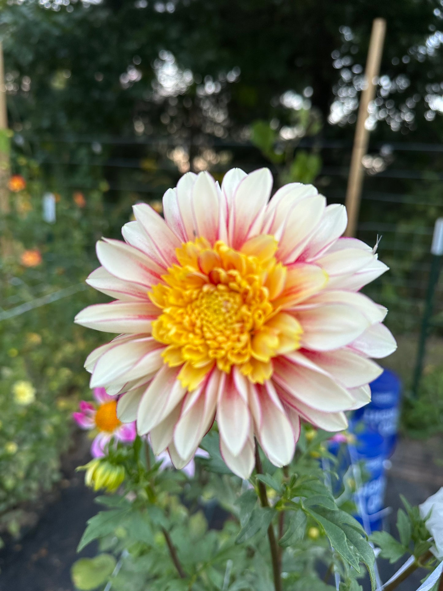 Polka Dahlia Tuber