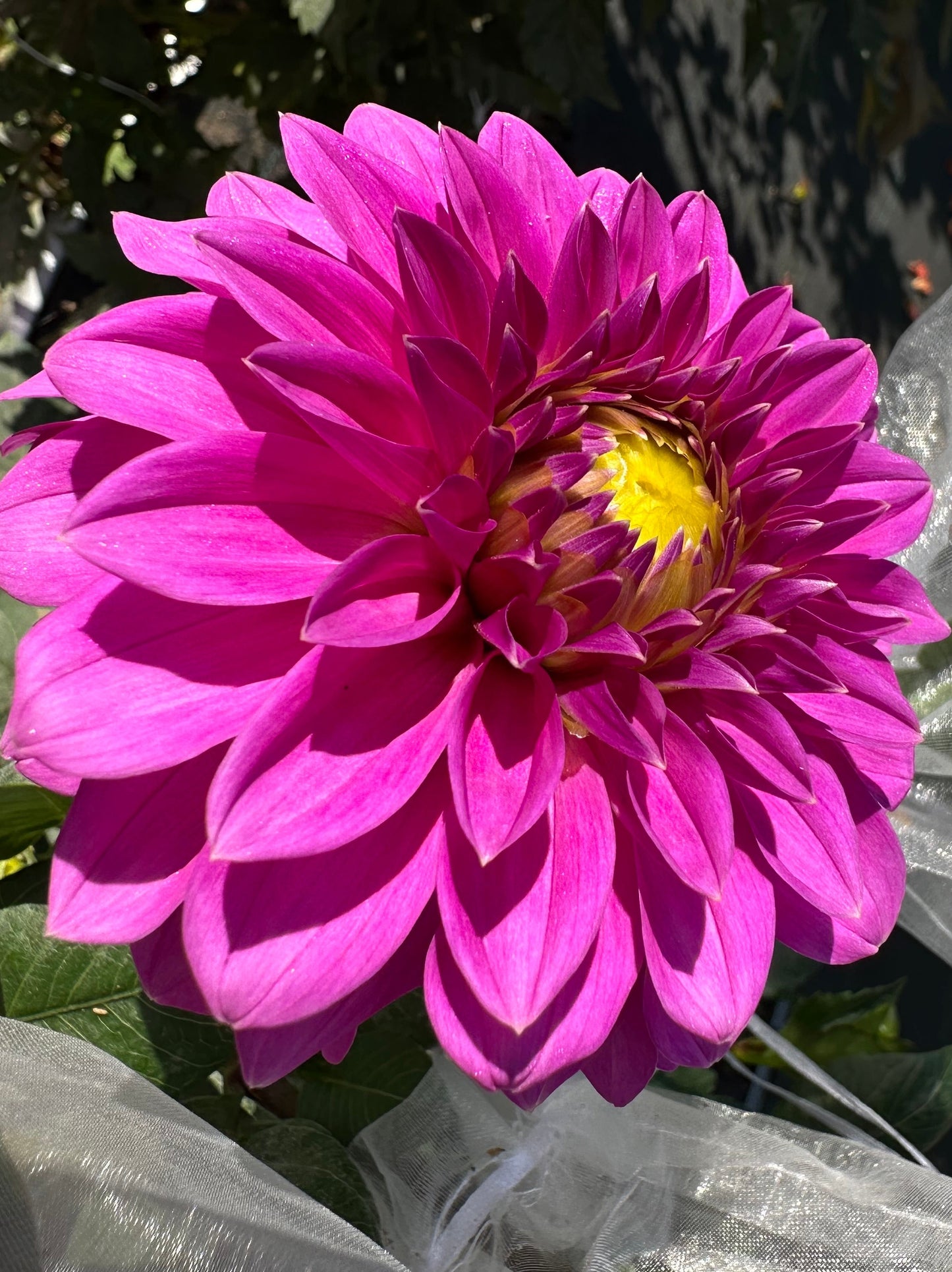 Bloomquist Ruby Dahlia Tuber