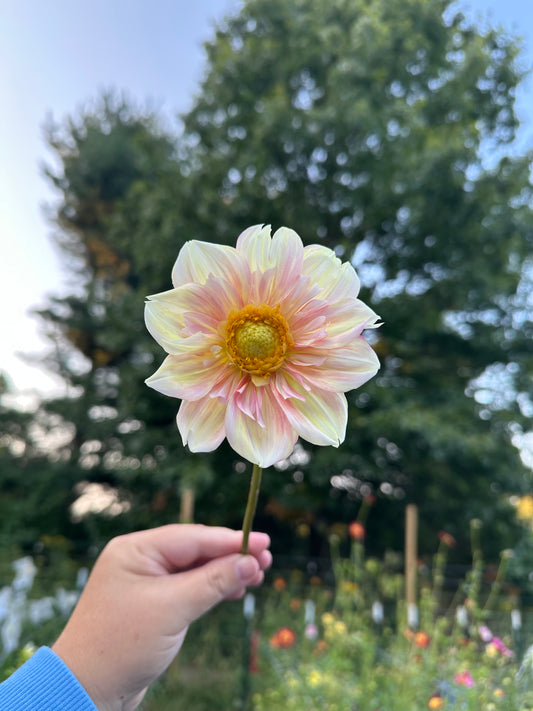 Apple Blossom Dahlia Tuber