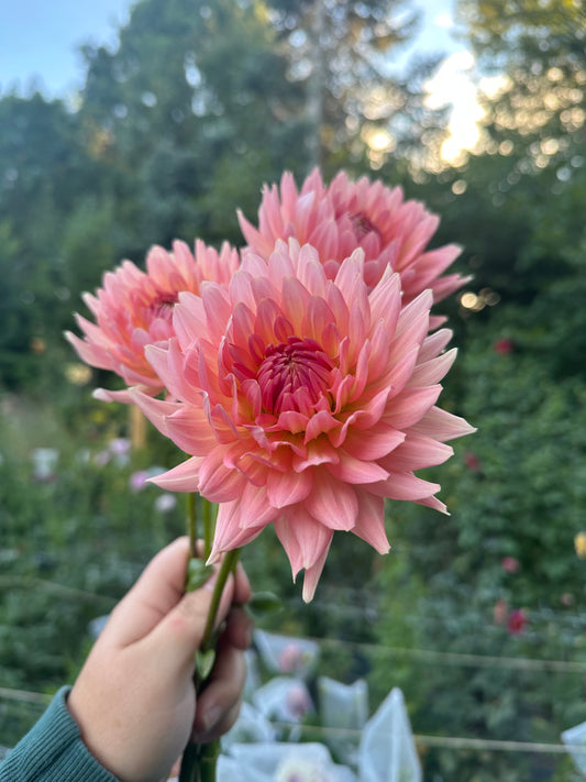 Bristol Karma Dahlia Tuber