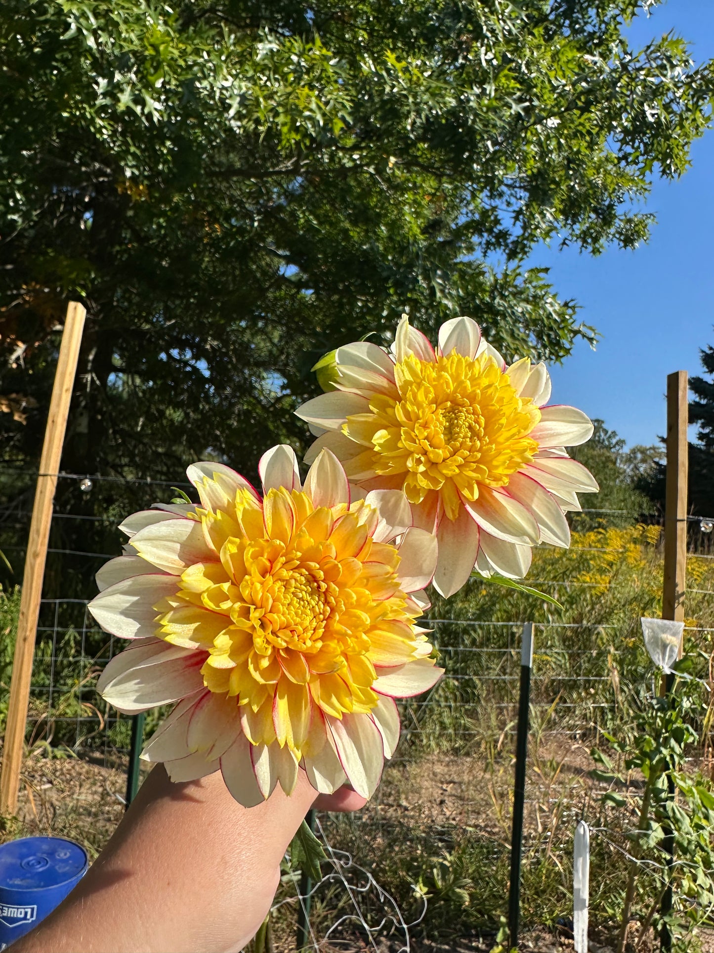 Polka Dahlia Tuber