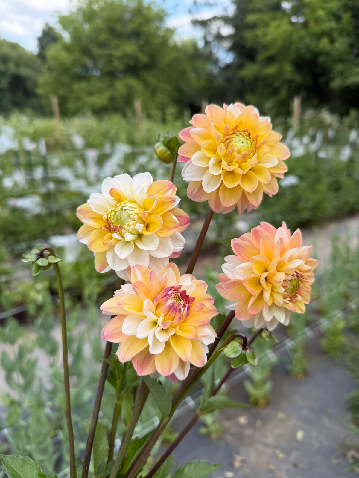 Double Jill Dahlia Tuber