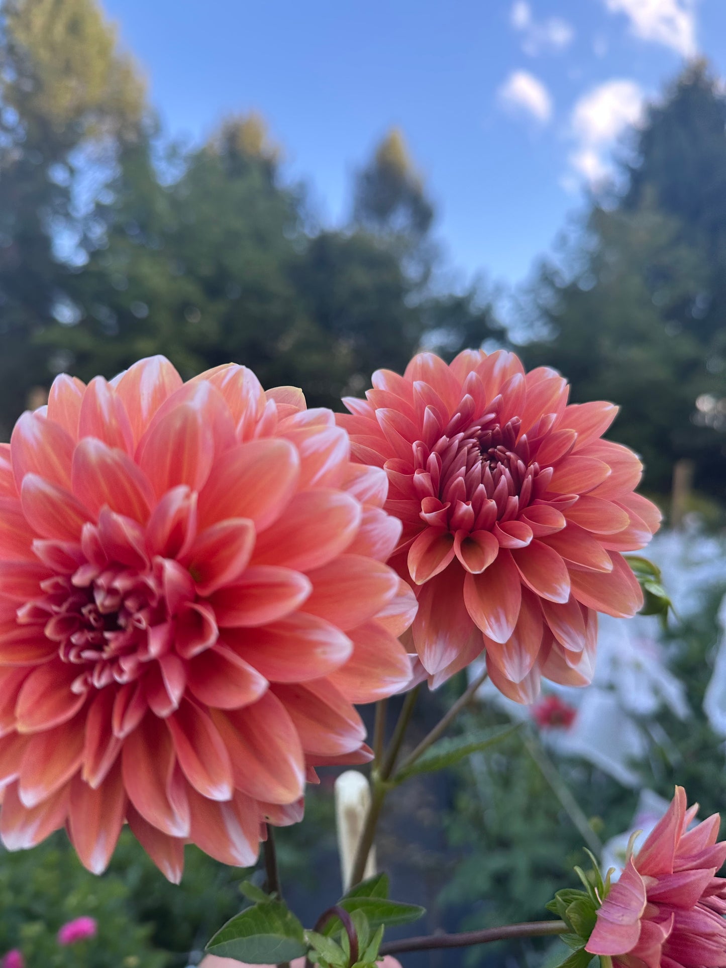 Coral Mystery Dahlia Tuber