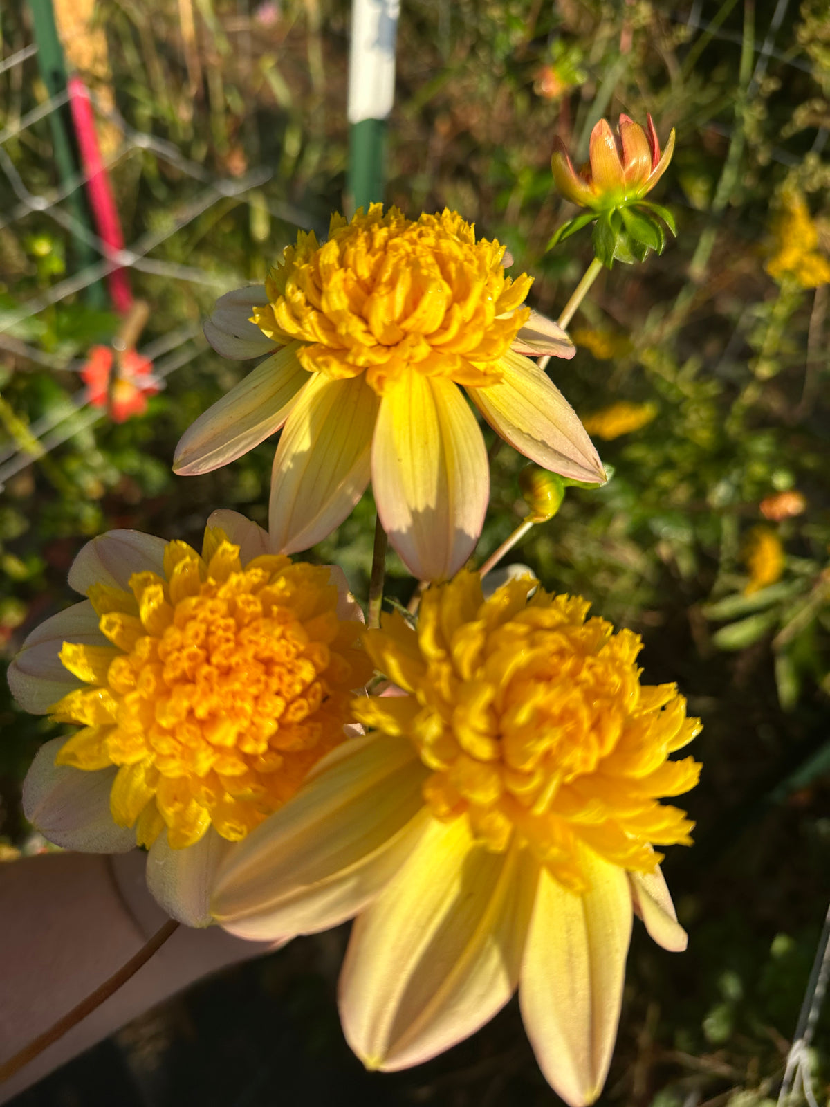 Bloomquist Golden Dahlia Tuber