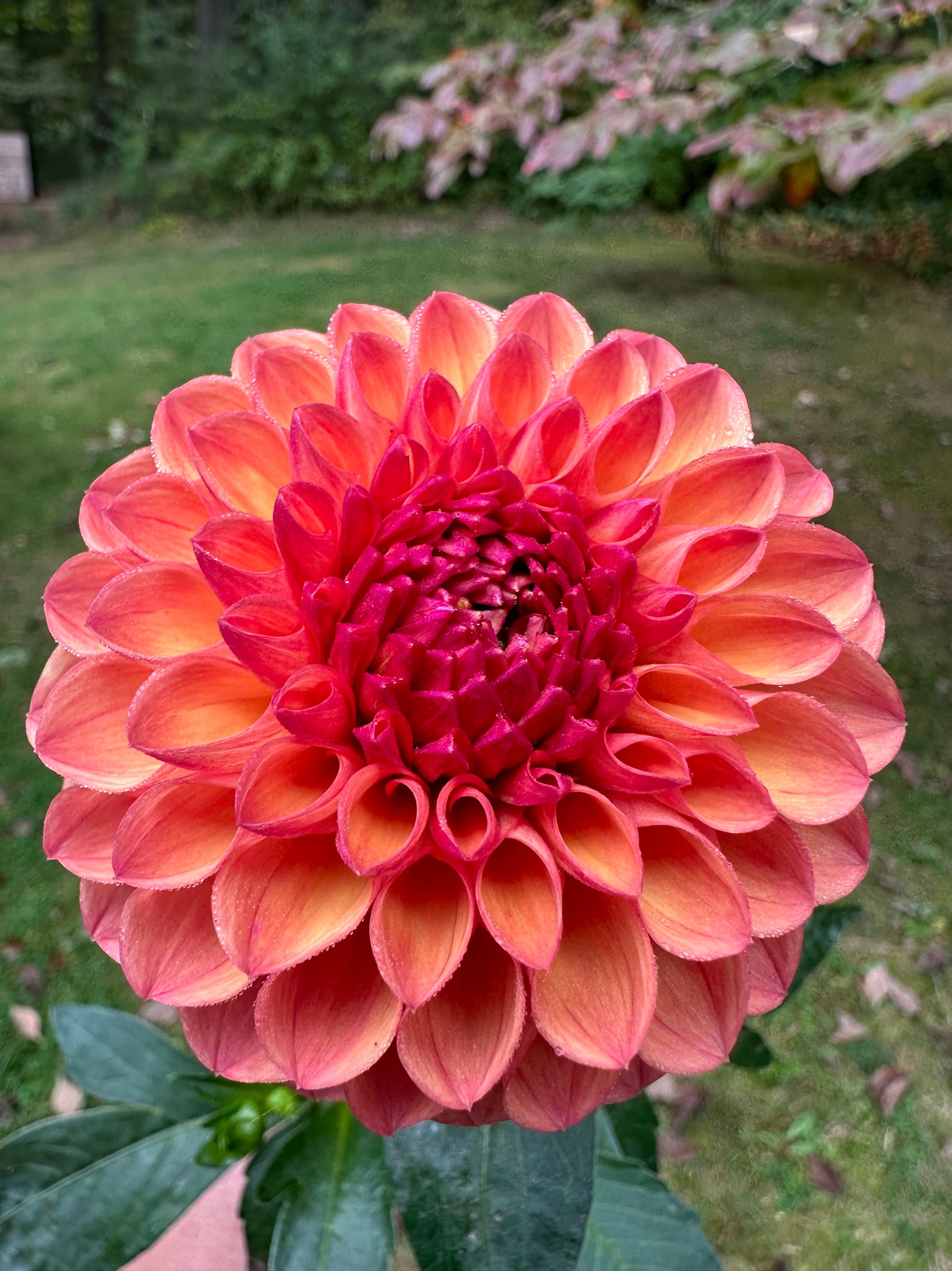 Robinhood Dahlia Tuber