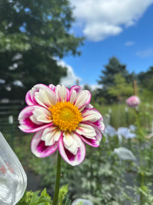 Bumble Rumble Dahlia Tuber
