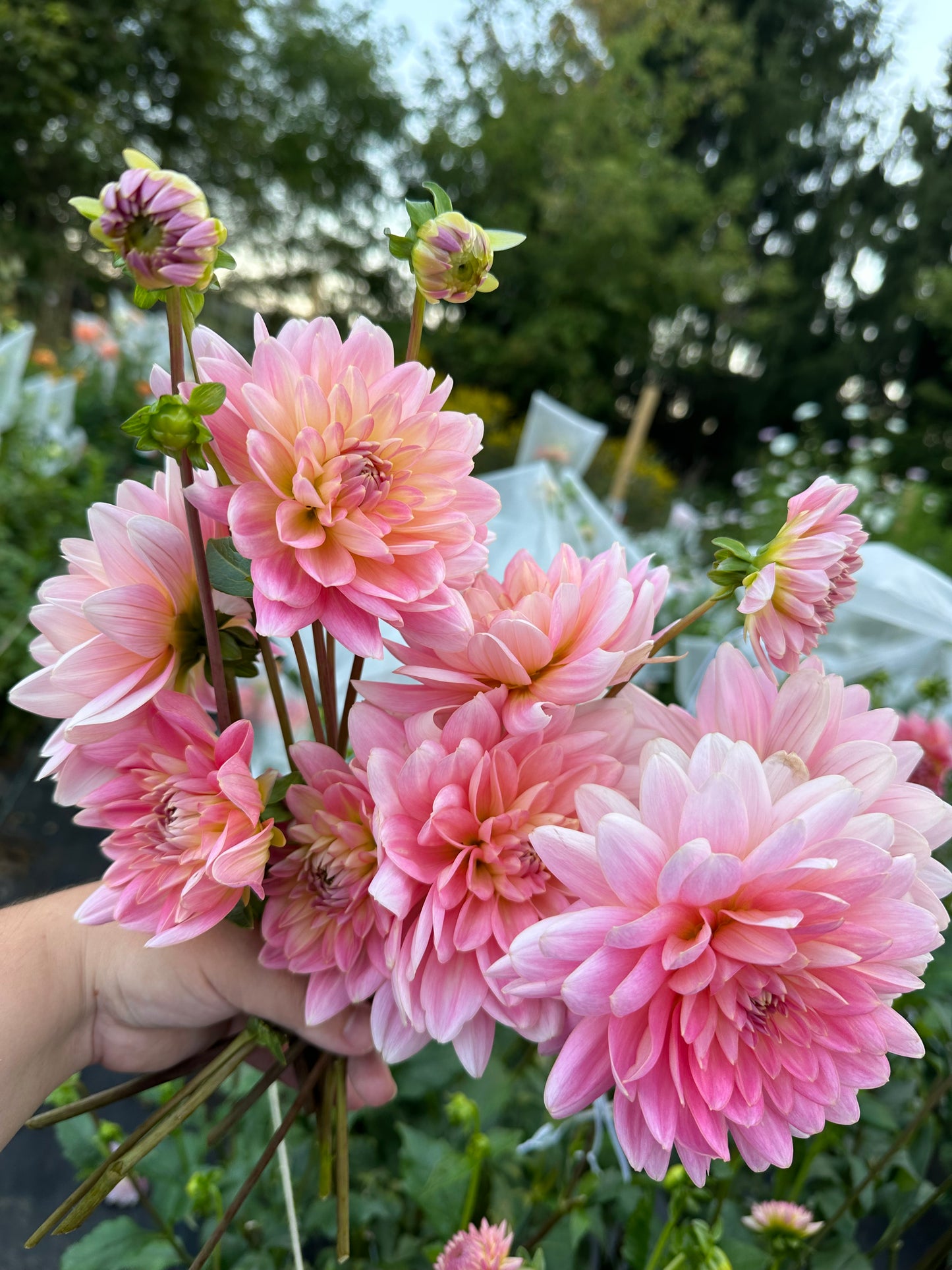 Gerrie Hoek Dahlia Tuber