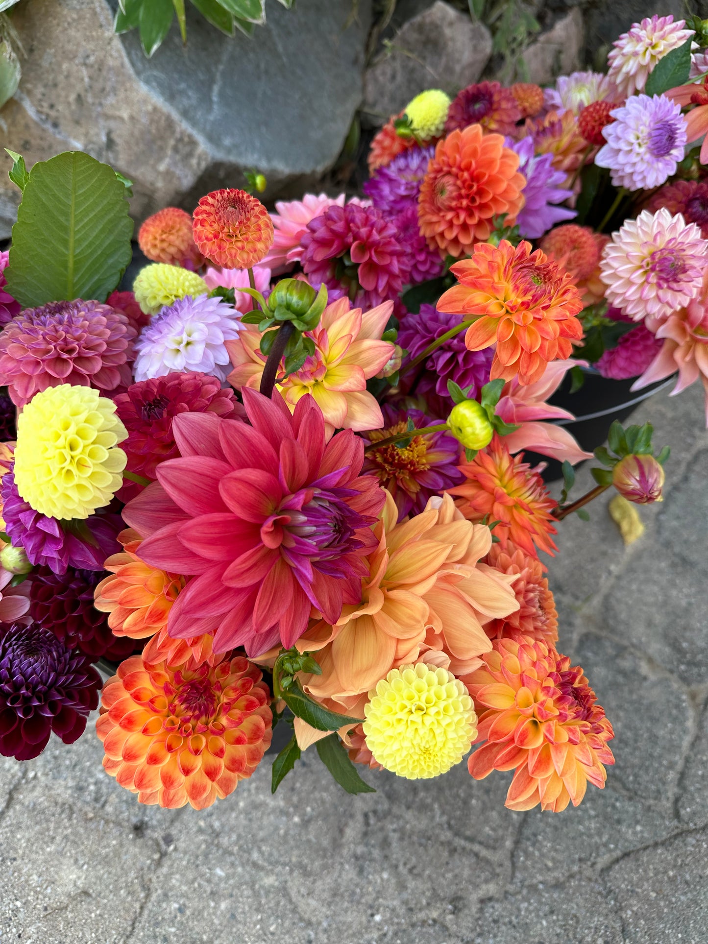 Bulk Bucket of Mixed Dahlia Blooms for DIY: Multicolor Grower's Choice