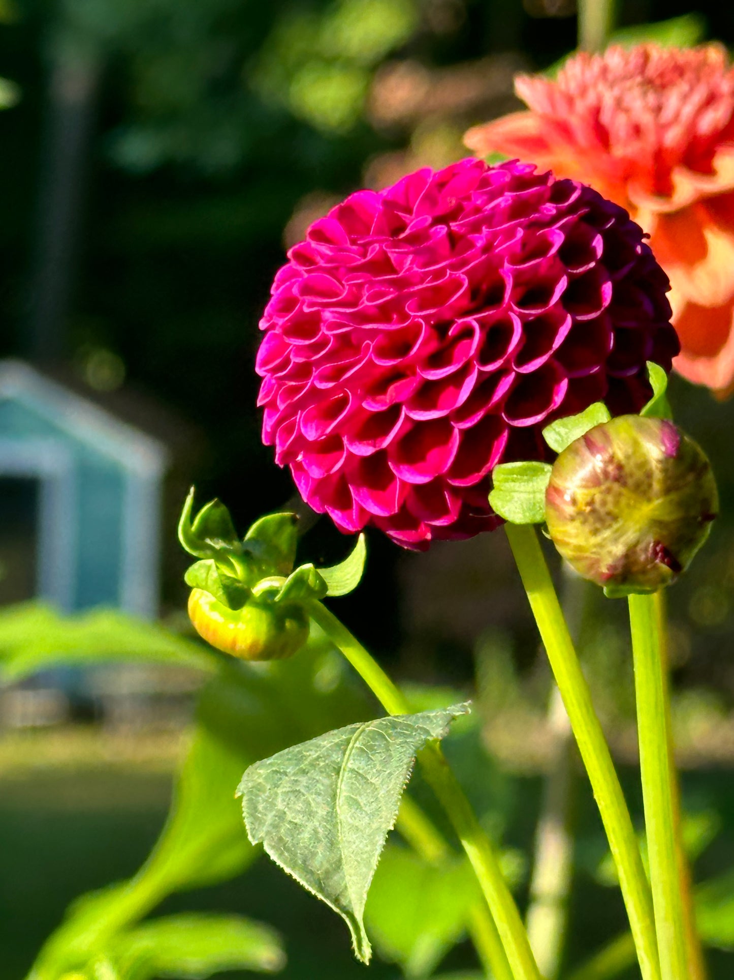 Rocco Dahlia Tuber