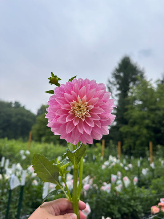 Alloway Candy Dahlia Tuber