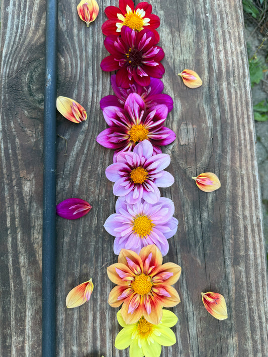 1 “Smallerettes” Collarette Runt Dahlia Tuber Bundle
