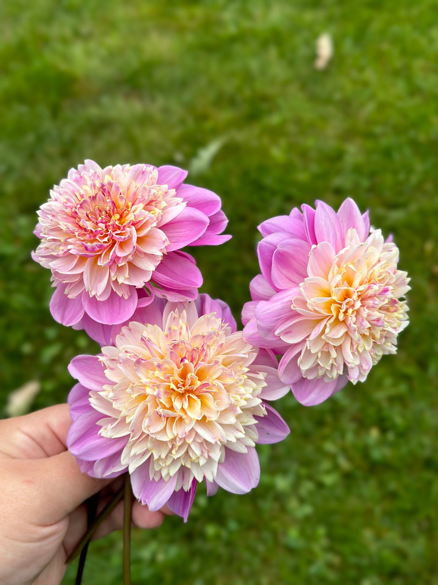 Take Off Dahlia Tuber