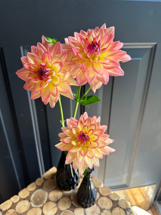 Melody Dora Dahlia Tuber