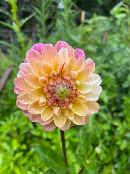 Double Jill Dahlia Tuber