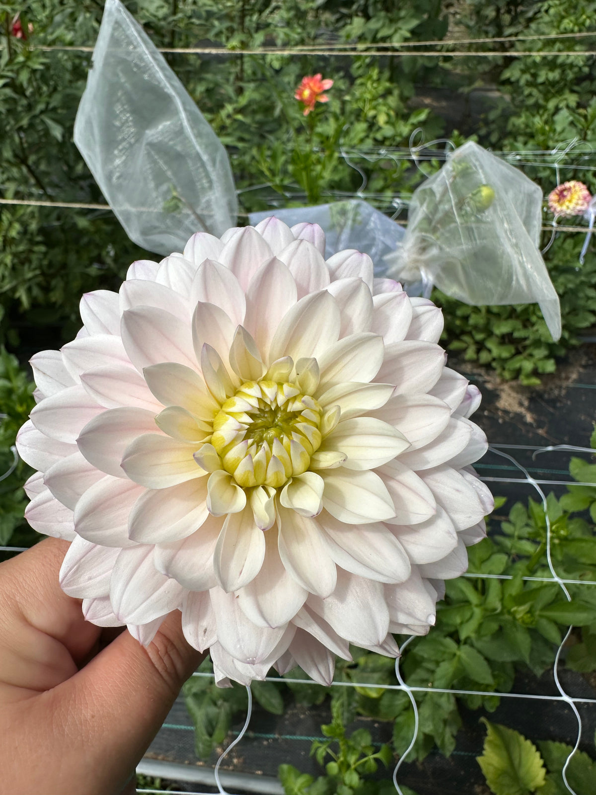 Silver Years Dahlia Tuber