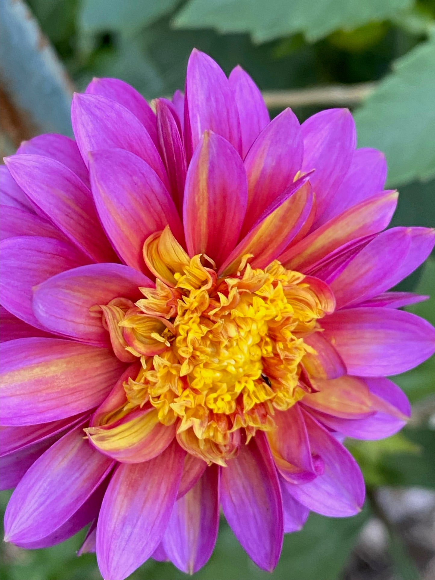Wannabee Dahlia Tuber