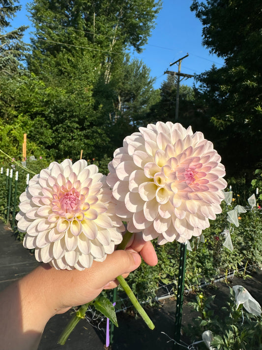 Tahoma Stellar Feller Dahlia Tuber
