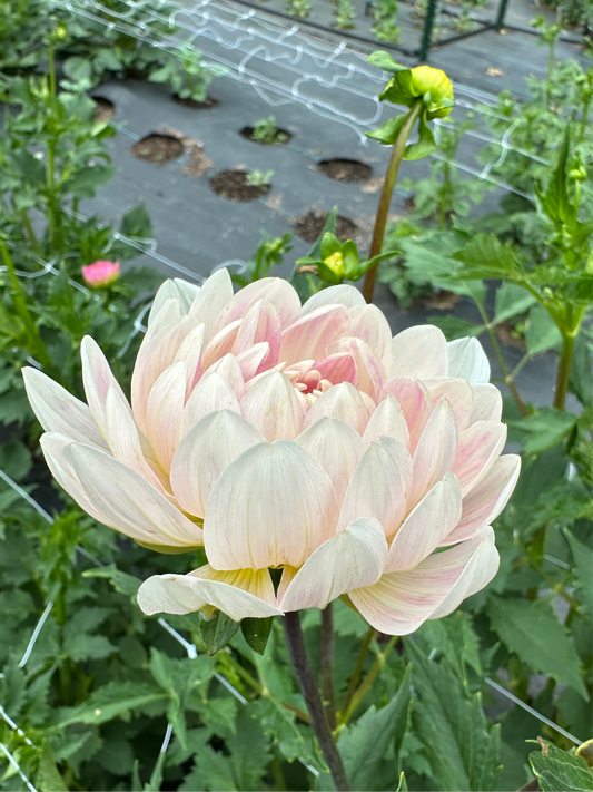 Kelgai Ann Dahlia Tuber