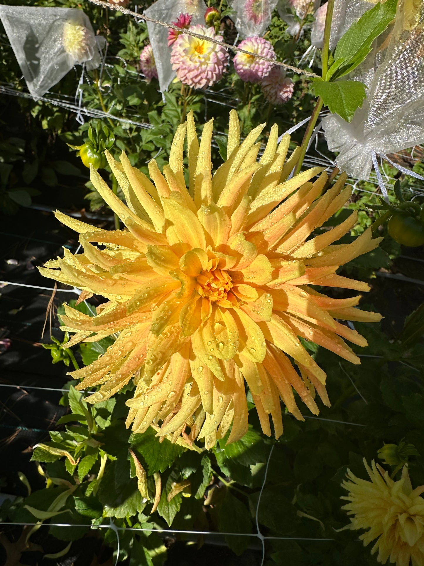 Allen's Shockwave Dahlia Tuber