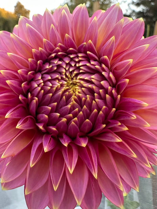 Skipley Spot Of Gold Dahlia Tuber