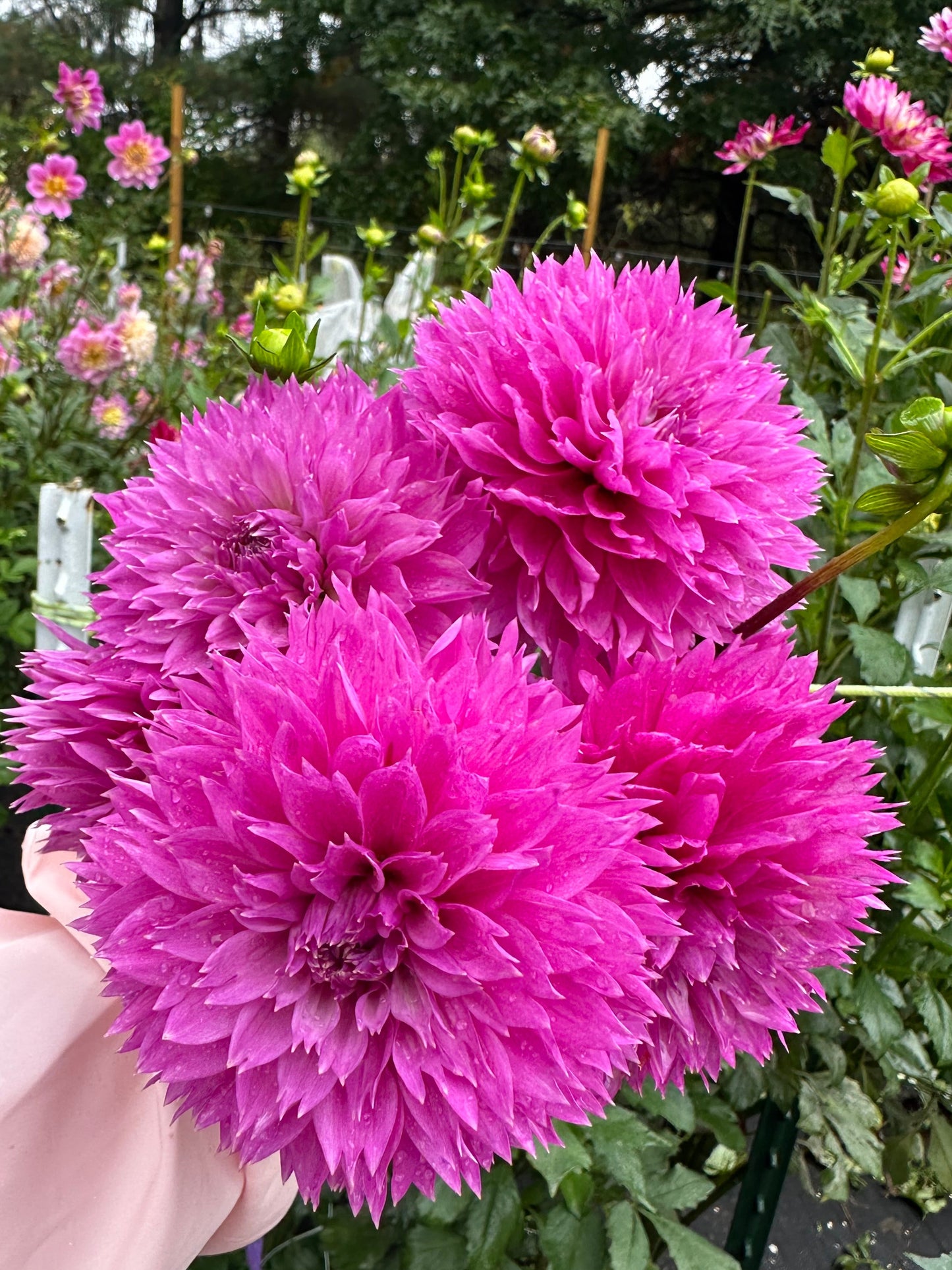 Frizzy Lizzy Dahlia Tuber
