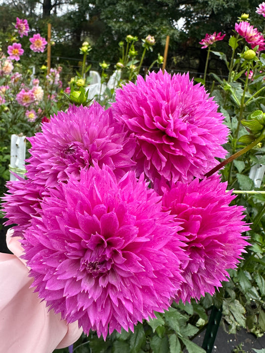 Frizzy Lizzy Dahlia Tuber