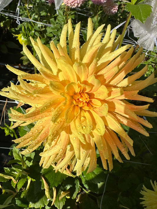 Allen's Shockwave Dahlia Tuber