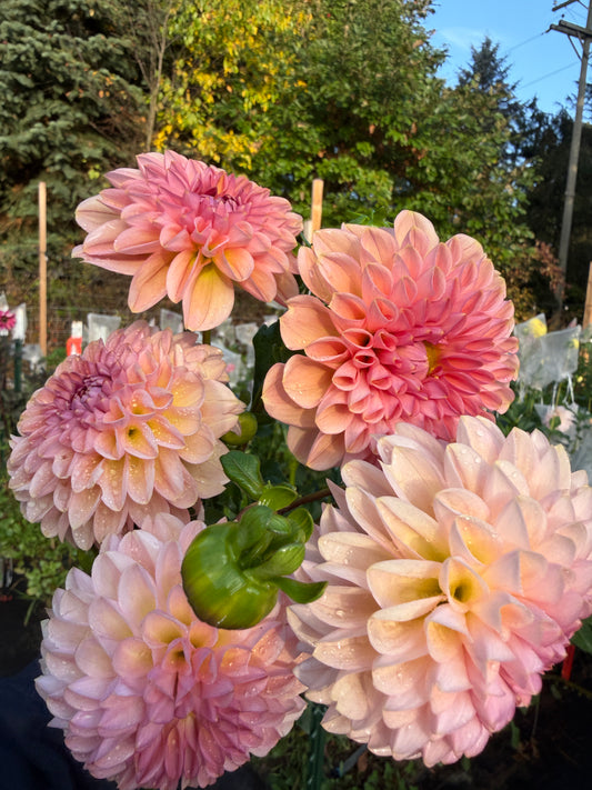 Cupcake Dahlia Tuber