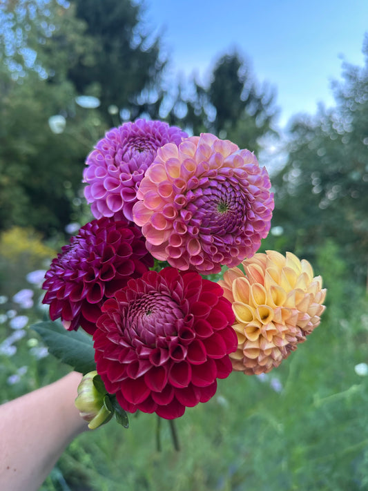 "Get the Ball Rolling" Dahlia Starter Pack