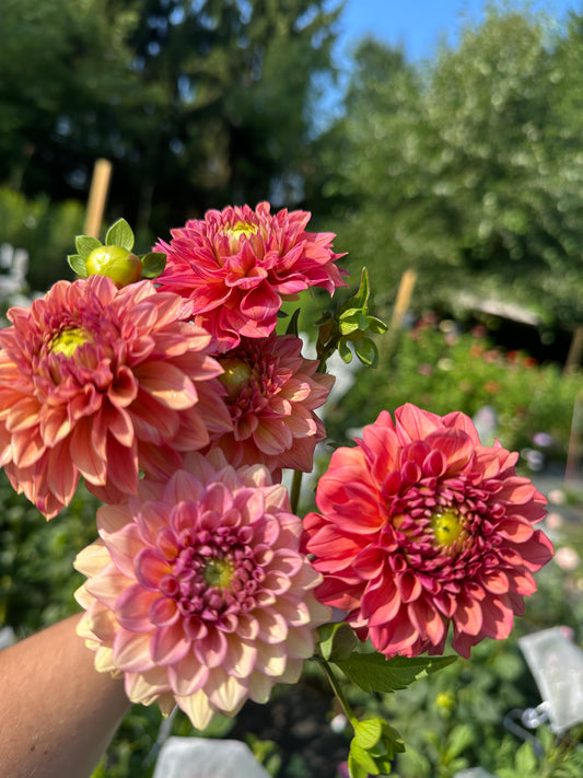 Ice Tea Dahlia Tuber