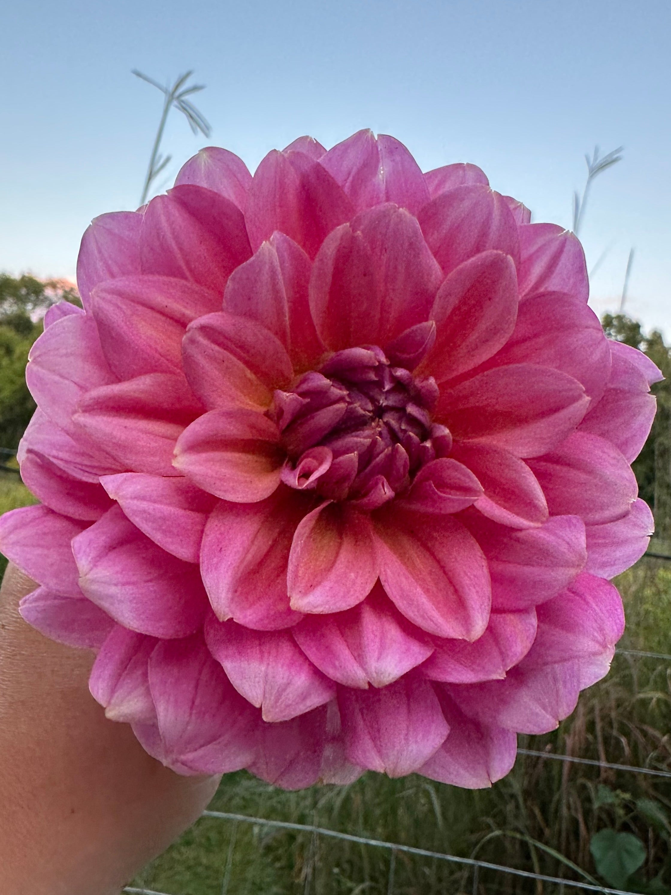 Interesting Info About Southern Belle Dahliafeed