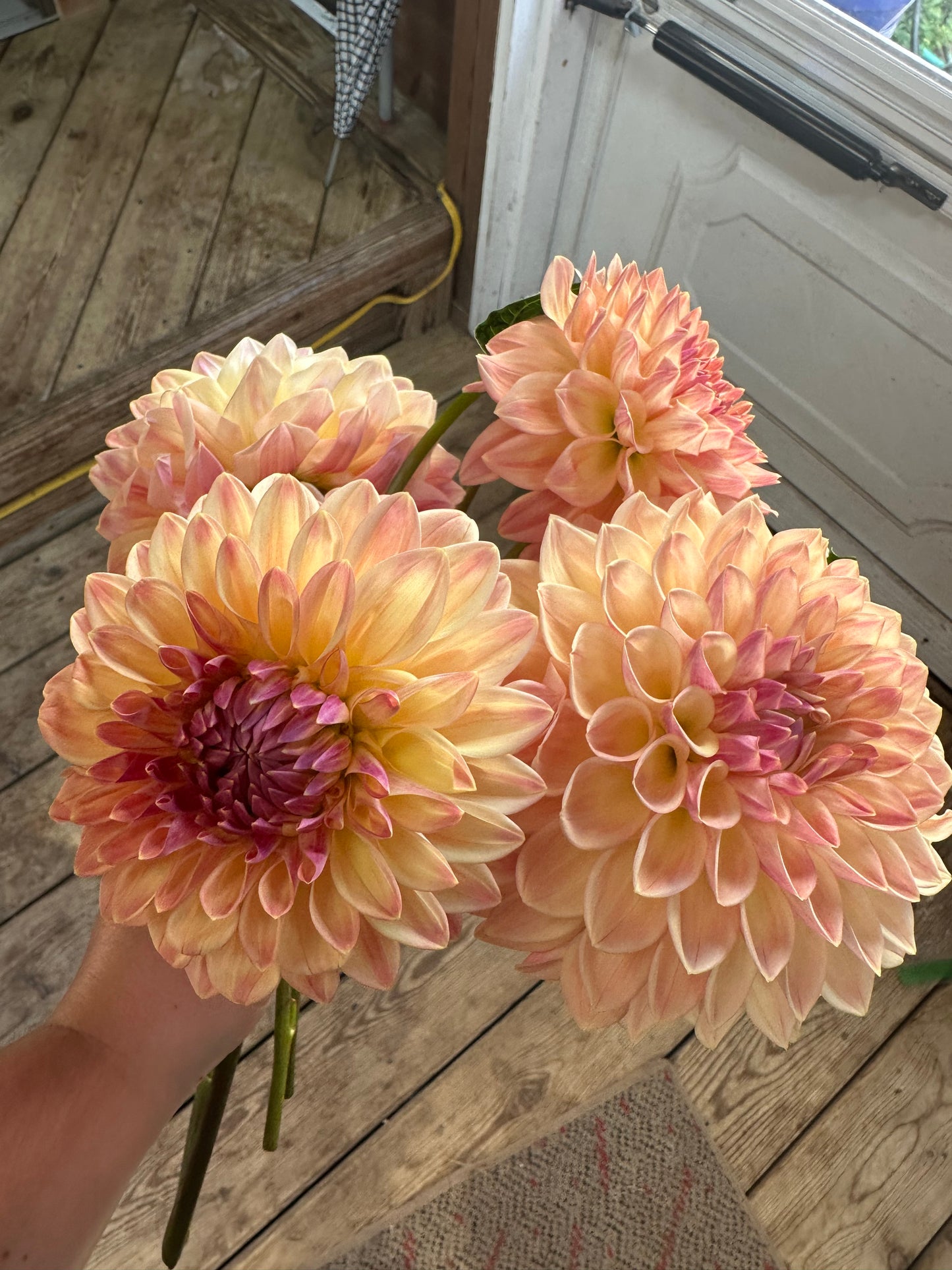 Bloomquist Alan Dahlia Tuber