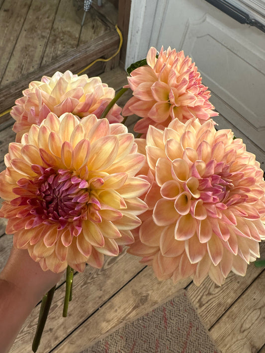 Bloomquist Alan Dahlia Tuber