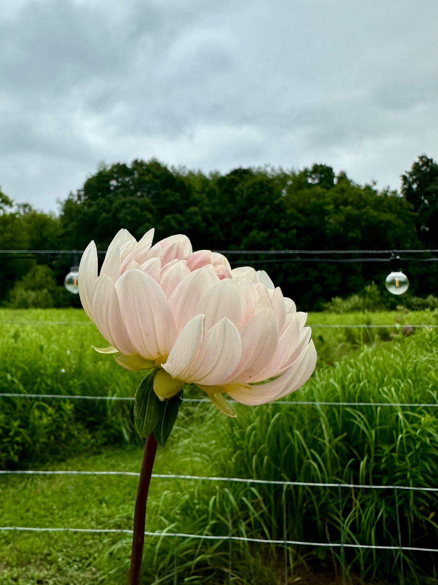 Kelgai Ann Dahlia Tuber