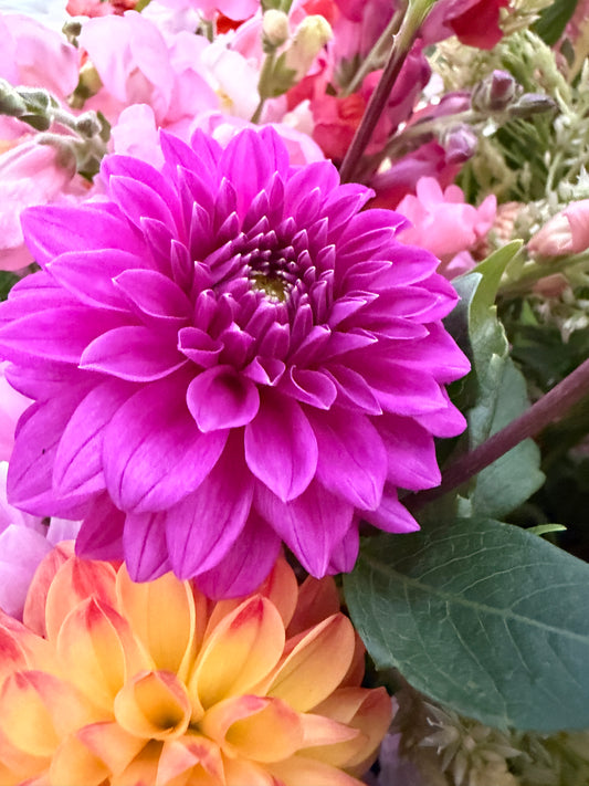 Bloomquist Ruby Dahlia Tuber