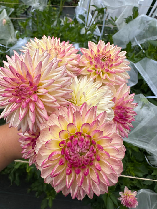 Valley Porcupine Dahlia Tuber