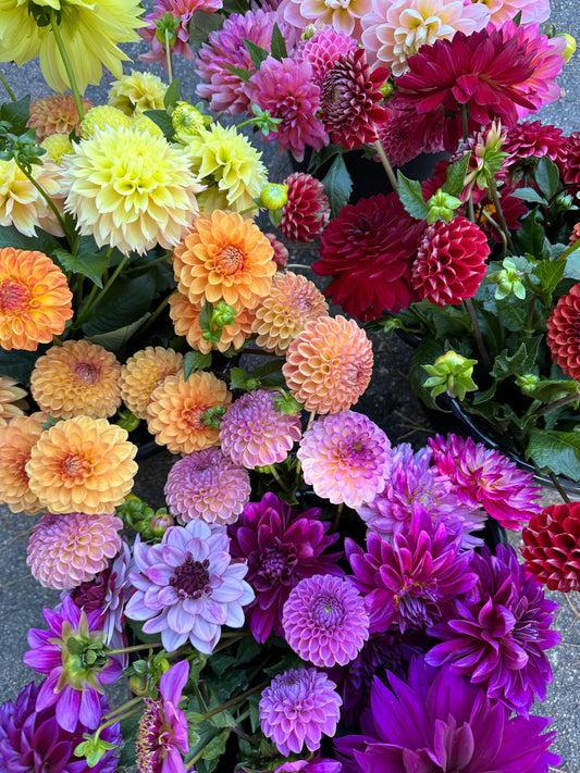 2026 Dahlia Bouquet Subscriptions (AUGUST/SEPTEMBER)