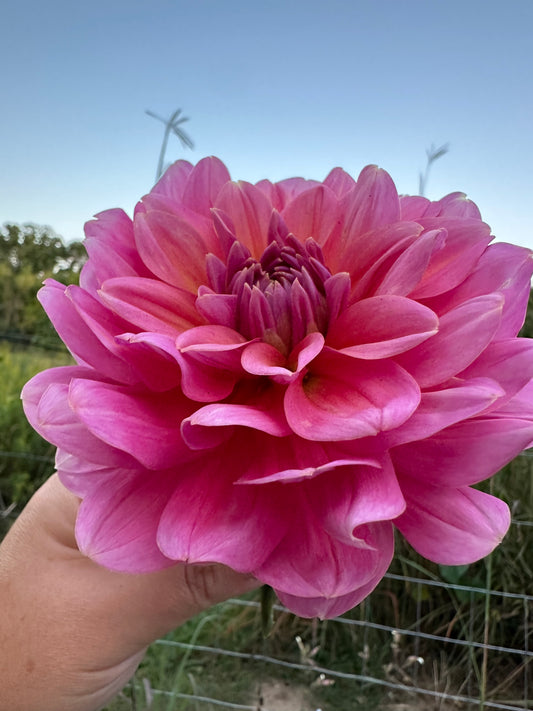Southern Belle Dahlia Tuber