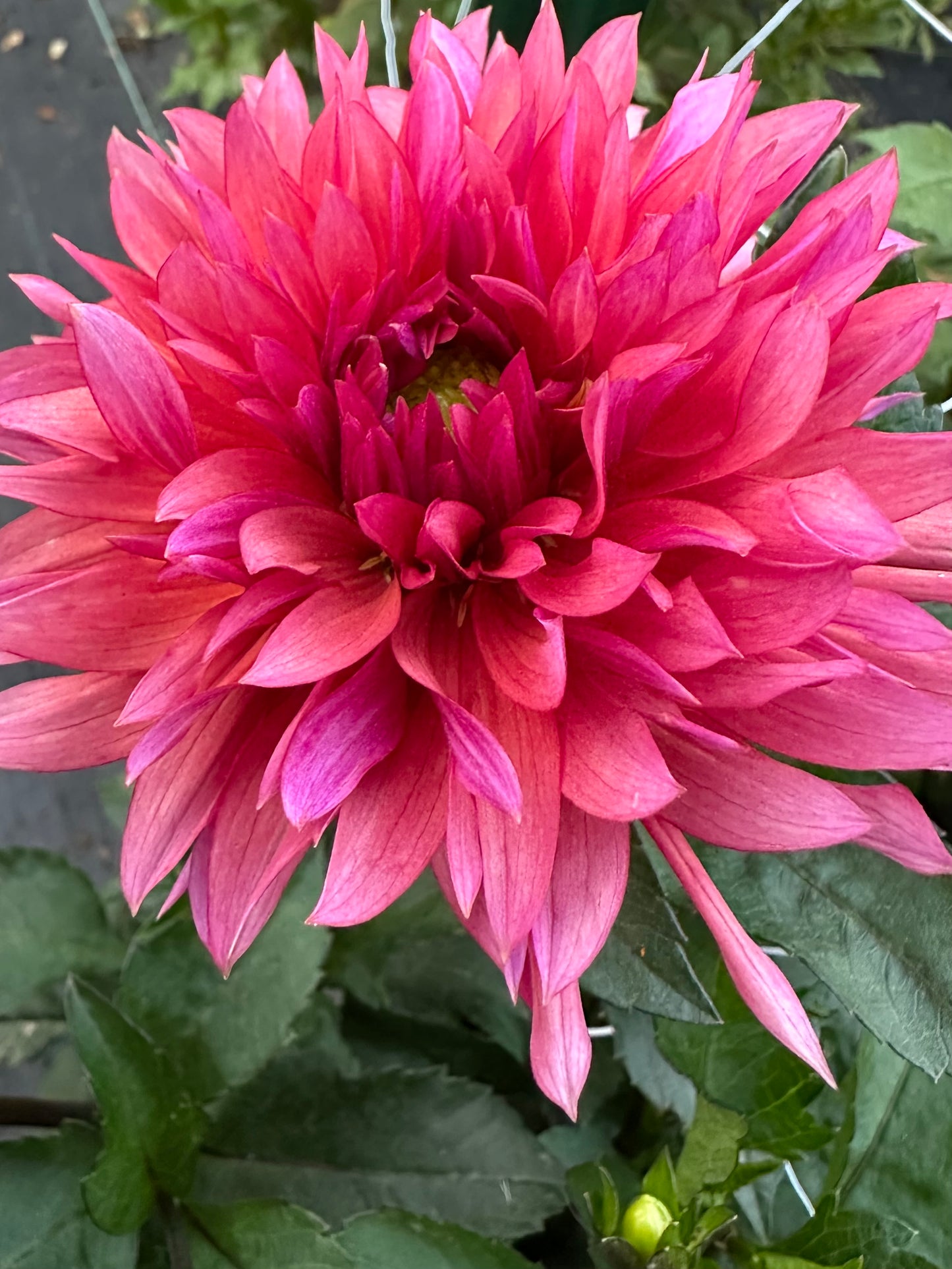 Sonic Bloom Dahlia Tuber
