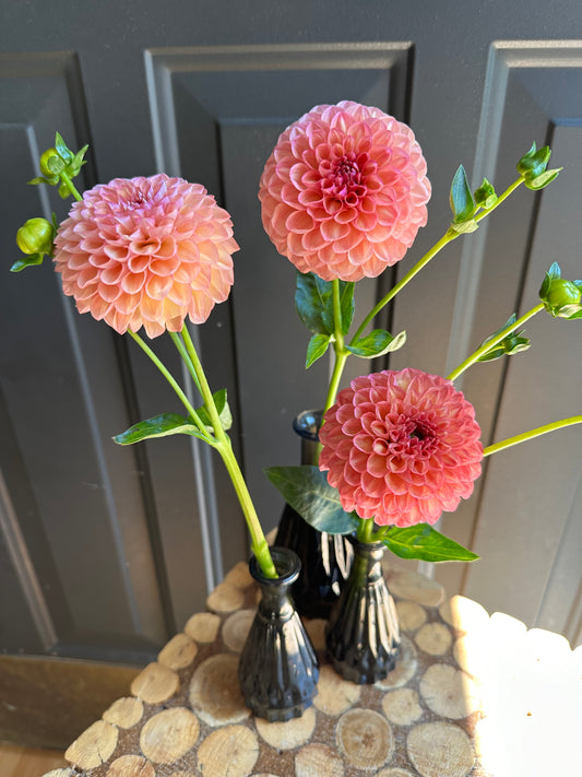 Robinhood Dahlia Tuber