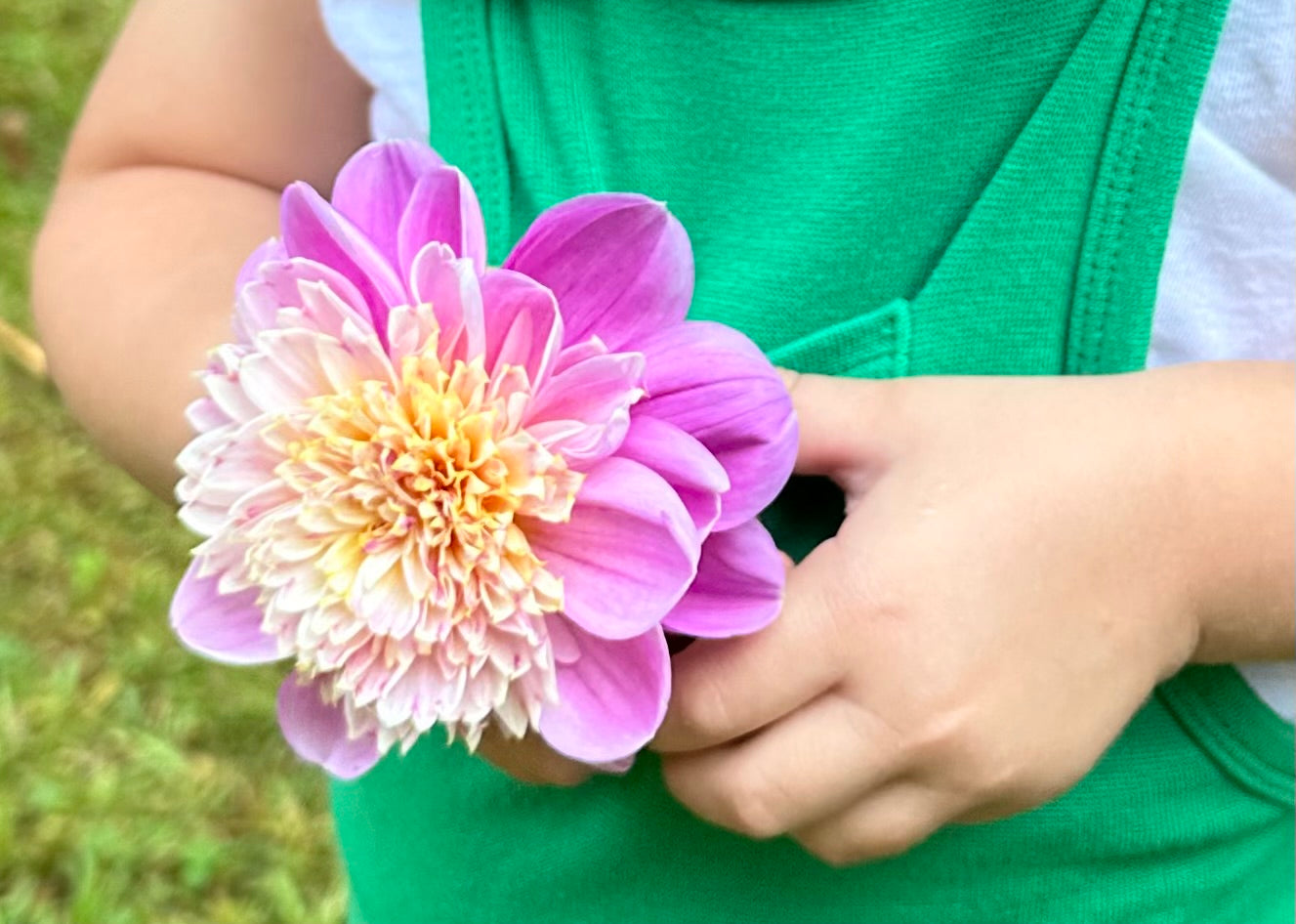 Take Off Dahlia Tuber