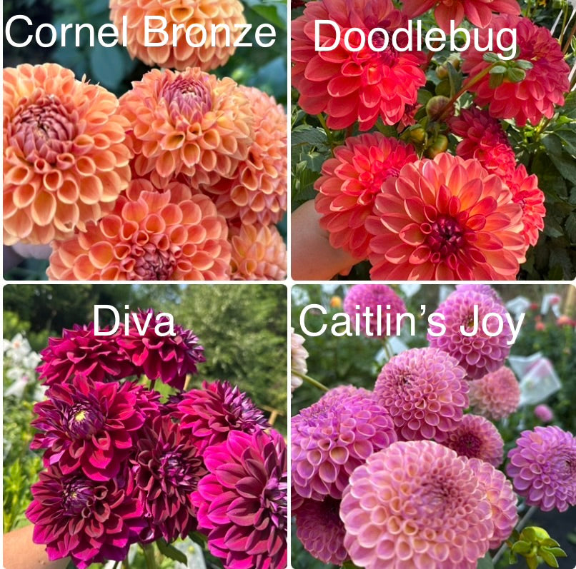 1 “Farmer’s Market” Runts & Uglies Dahlia Tuber Bundle