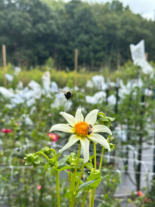 Starchild Dahlia Tuber