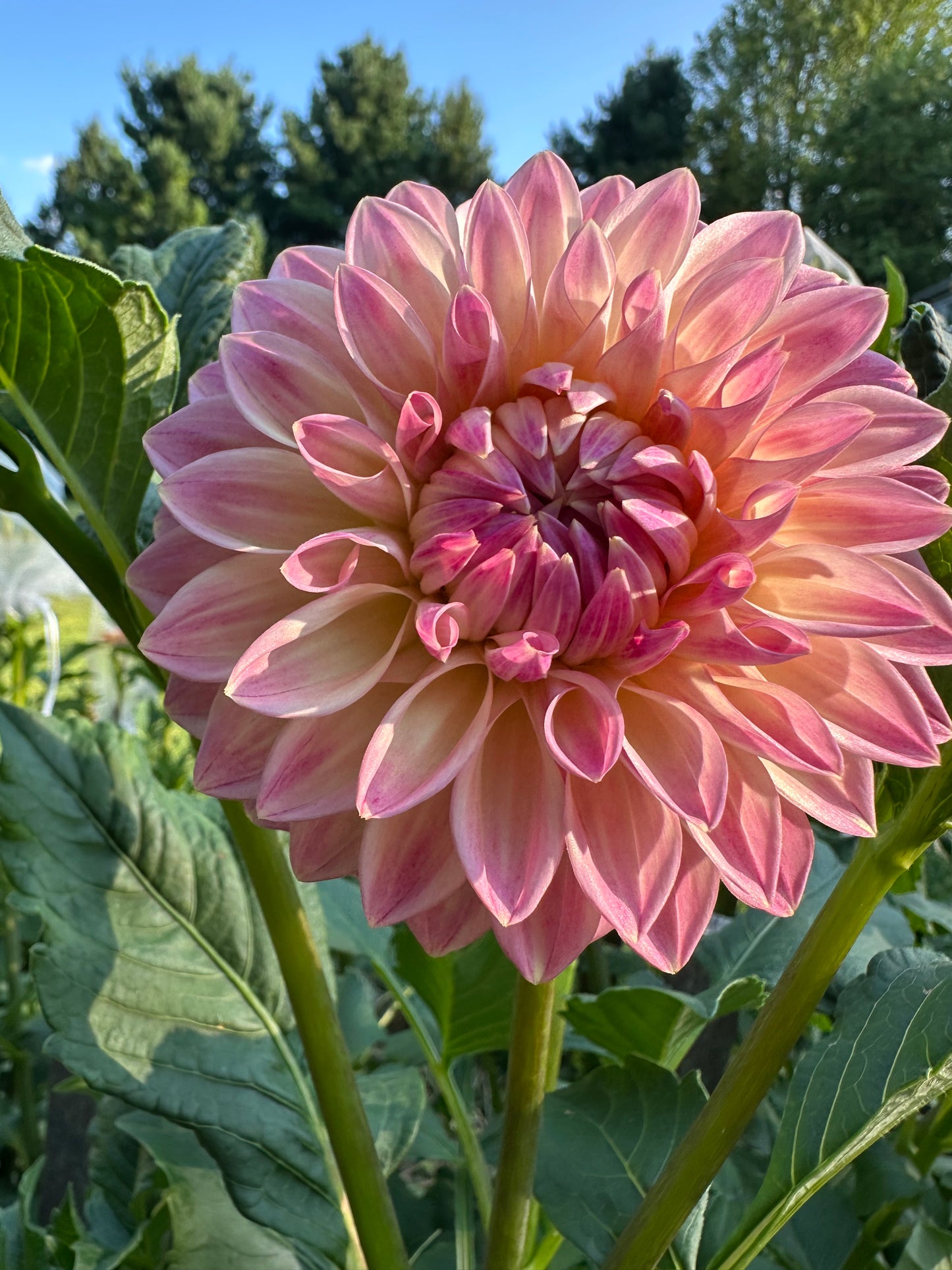 Bloomquist Alan Dahlia Tuber