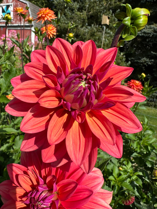 American Dawn Dahlia Tuber