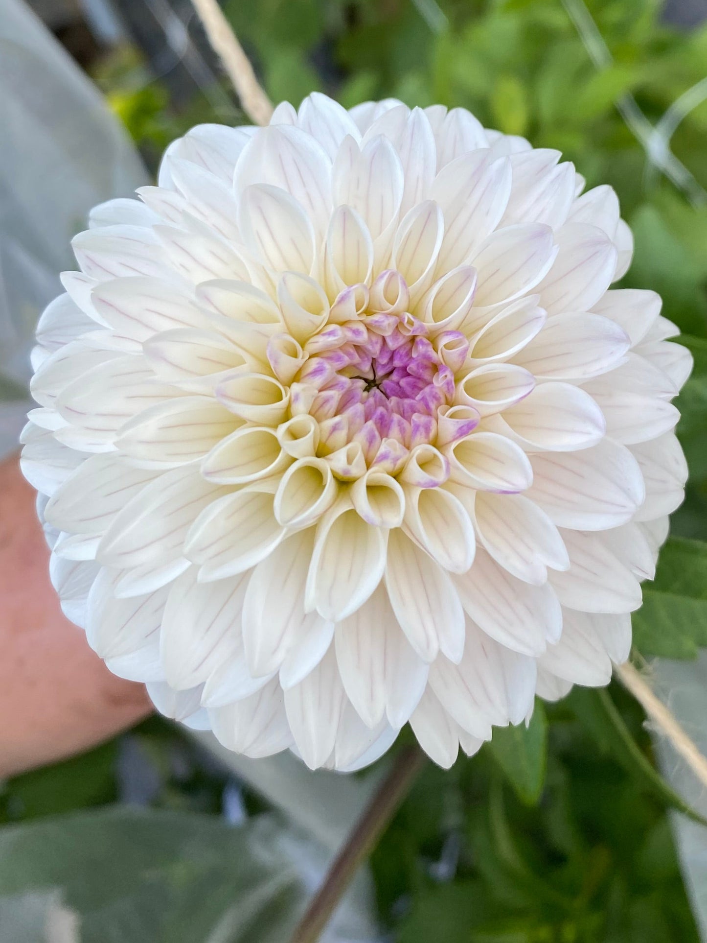 Last Dance Dahlia Tuber